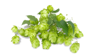 Hops